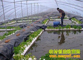 大棚养黄鳝