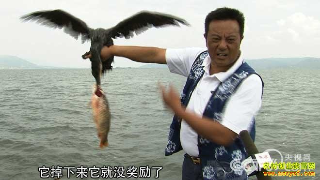 致富经:发现鱼鹰的商机之后
