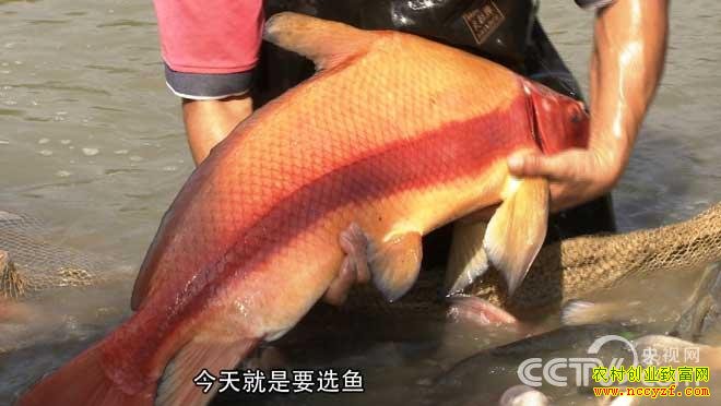 总能超前一步的养鱼高手