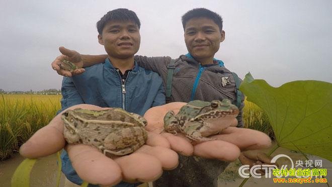 双胞胎兄弟养青蛙