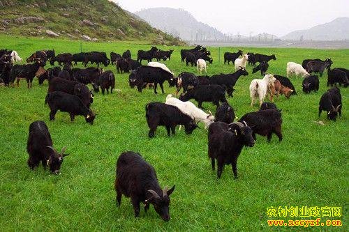 怎样养殖更赚钱:四大养殖绝招介绍
