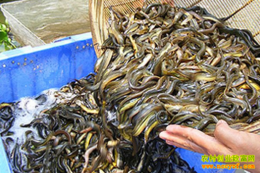 重庆潼南陈朝福养泥鳅赚钱年销135万元