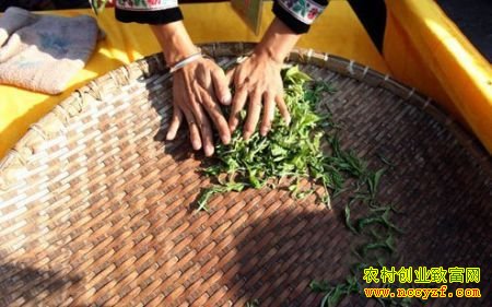 茶叶能治哪些牛羊病