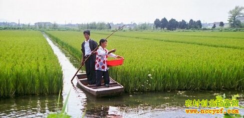 安徽凤台朱振江稻田养殖鳖鱼虾每亩利润1.5万元