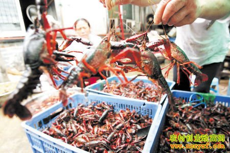 湖北潜江电商刘政洋3个月销售小龙虾70万元