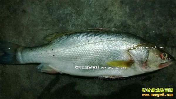 加州鲈鱼价格行情:广东加州鲈鱼价格创新高