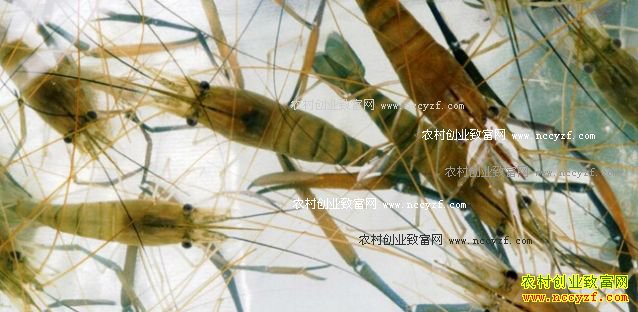 怎样养殖河虾 河虾养殖技术要点