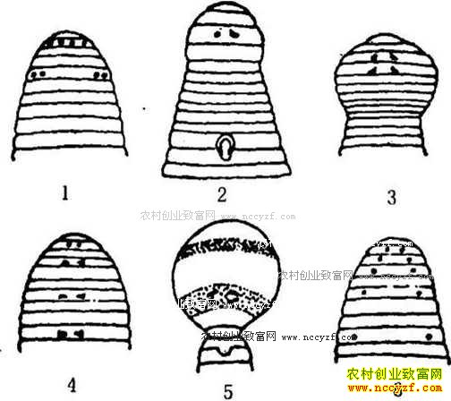 养殖水蛭知识