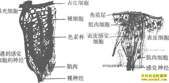 怎么养水蛭赚钱