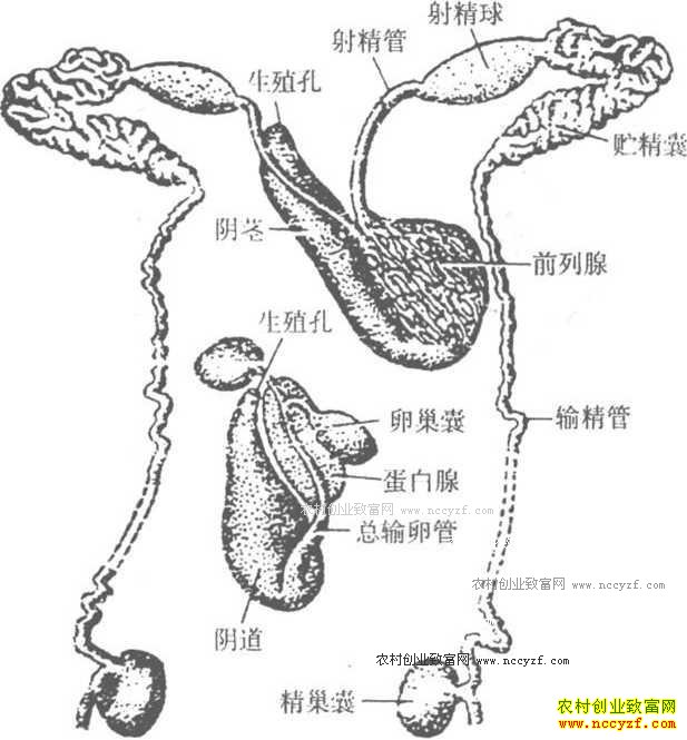 养殖水蛭技术