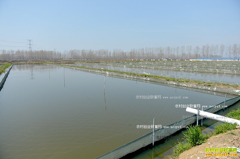 怎样养殖水蛭(蚂蝗),水蛭人工养殖的两种方式