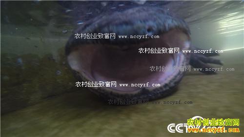 七仙女的财富与梦想