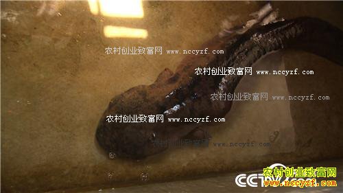 七仙女的财富与梦想