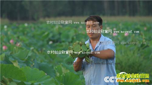 致富经:水塘里开出的“金莲花”