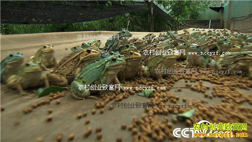 三个月赚百万 农家媳妇遭遇诱惑之后