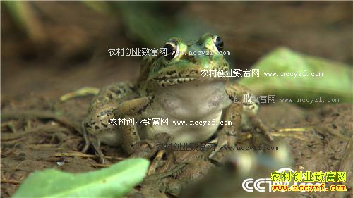 三个月赚百万 农家媳妇遭遇诱惑之后