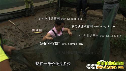 三个月赚百万 农家媳妇遭遇诱惑之后