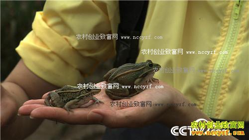 三个月赚百万 农家媳妇遭遇诱惑之后