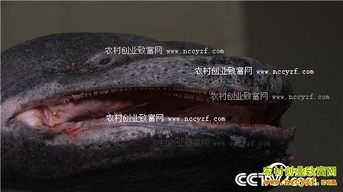致富经:曹大胆儿和他的“娃娃鱼+”财富秘笈