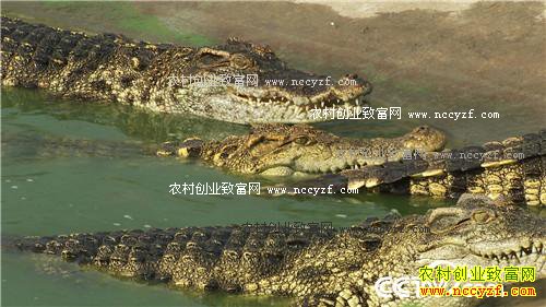 曹大胆儿和他的“娃娃鱼+”财富秘笈