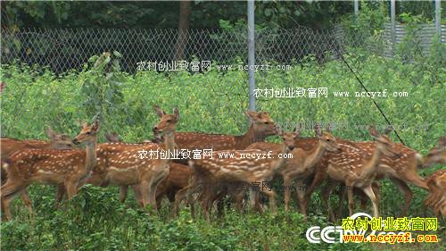曹大胆儿和他的“娃娃鱼+”财富秘笈