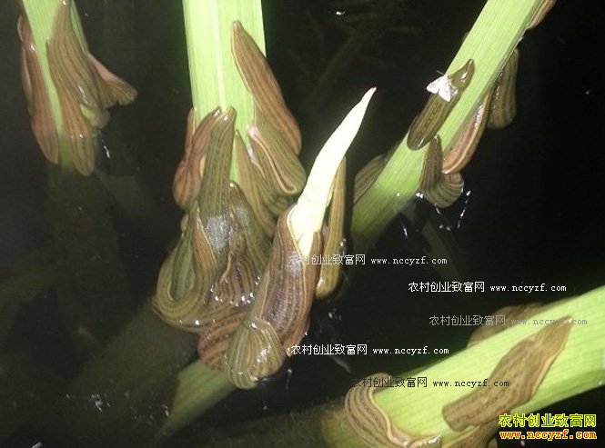 湖北潜江郭文义的水蛭养殖致富经
