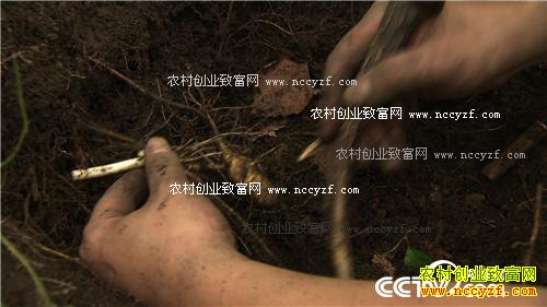 为爱回乡 深山寻宝