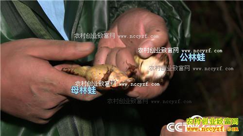 为爱回乡 深山寻宝