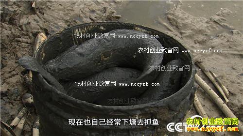 莽撞小伙黑泥塘里捞金