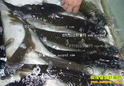 2016年11月草鱼价格行情:火锅加热市道广东大草鱼价格上涨