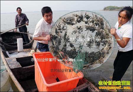 湖北安陆三河水库套养螃蟹效益好