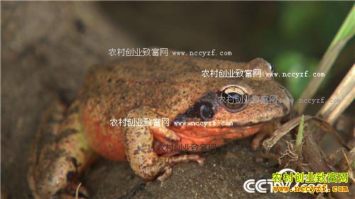 “李大蛤蟆”深山淘出千万财