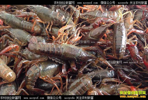 小龙虾好养吗?小龙虾饲养技术详解