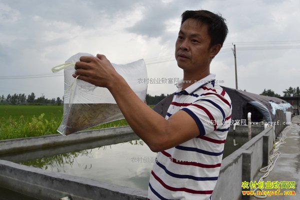 湖北宜城80后小伙丁杰的泥鳅养殖致富梦