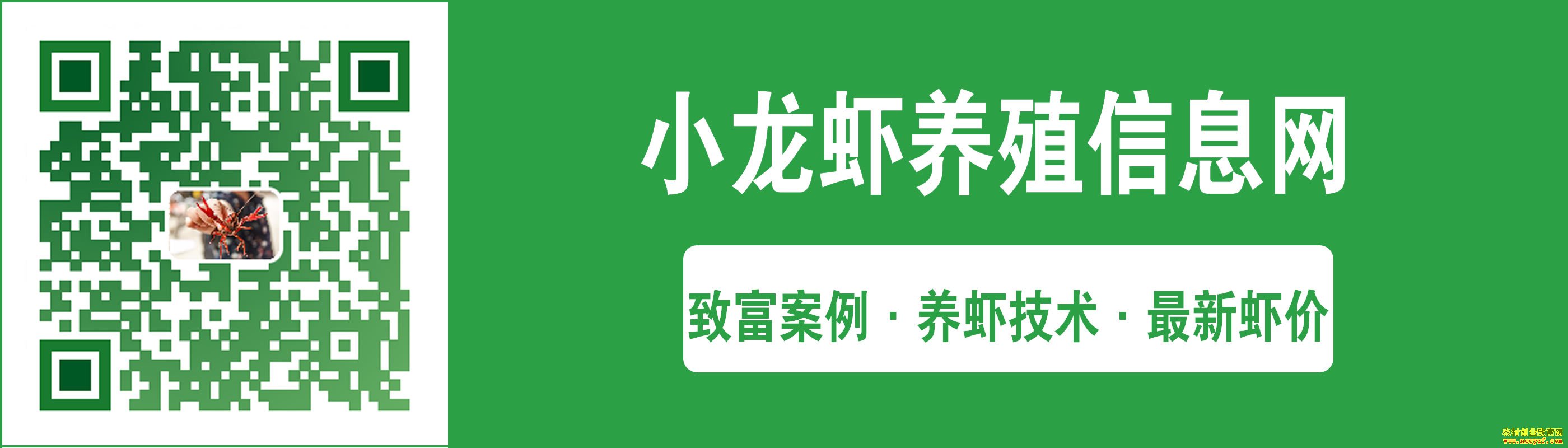 小龙虾养殖网