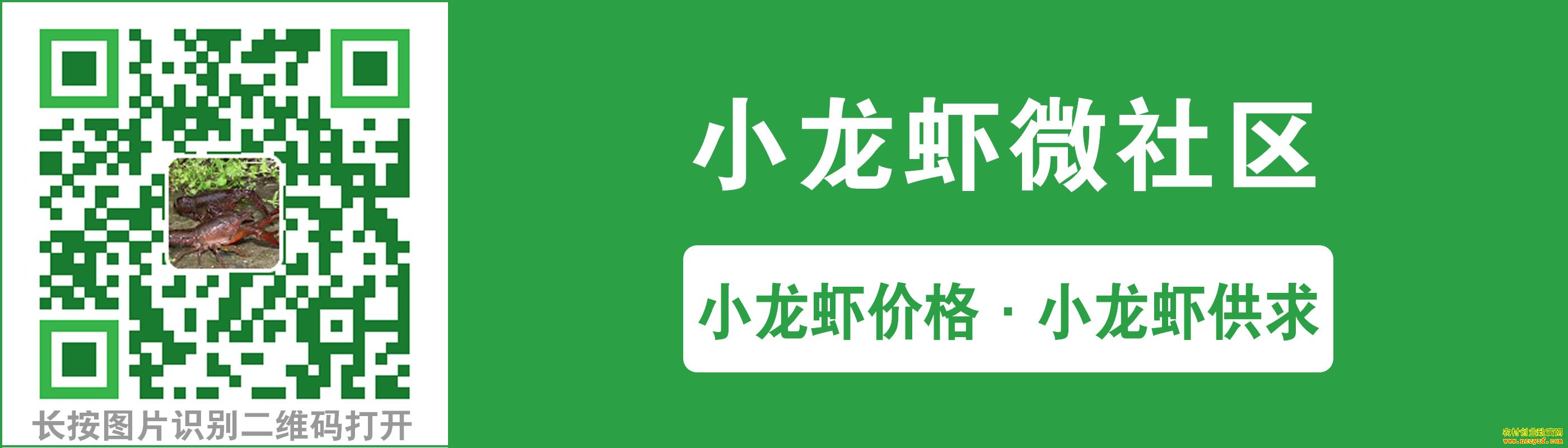 小龙虾微社区