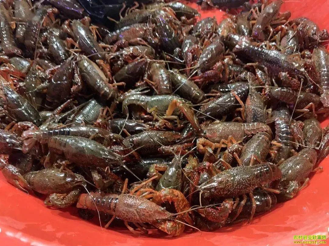 小龙虾市场价格行情